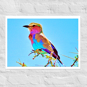 Poster birds  print Egret 0001 A2 (42×59.4 cm)