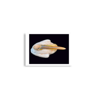 enhanced-matte-paper-poster-cm-a2-42x59.4-cm-front-68dae2863e9b9.jpg Poster birds print pelican 0001 A2 (42×59.4 cm)