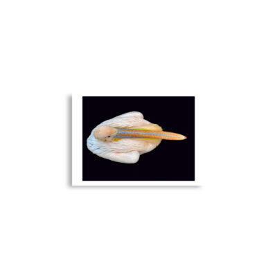 enhanced-matte-paper-poster-cm-a2-42x59.4-cm-front-68dae2863e9b9.jpg Poster birds print pelican 0001 A2 (42×59.4 cm)