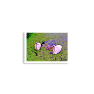 enhanced-matte-paper-poster-cm-a2-42x59.4-cm-front-68dae28656956.jpg Poster birds print Swans 0001 A2 (42×59.4 cm)