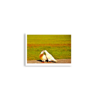enhanced-matte-paper-poster-cm-a2-42x59.4-cm-front-68dae28754894.jpg Poster birds print Pigeons 0001 A2 (42×59.4 cm)