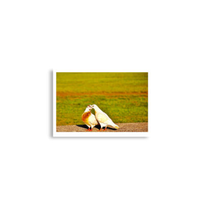 enhanced-matte-paper-poster-cm-a2-42x59.4-cm-front-68dae28754894.jpg Poster birds print Pigeons 0001 A2 (42×59.4 cm)