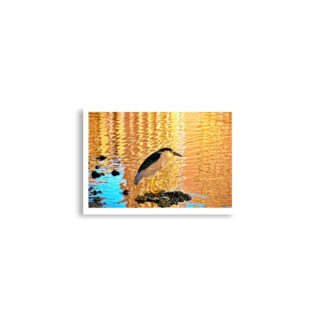 enhanced-matte-paper-poster-cm-a2-42x59.4-cm-front-68dae3964ed77.jpg Poster birds print crowned Night-Heron 0002 A2 (42×59.4 cm)