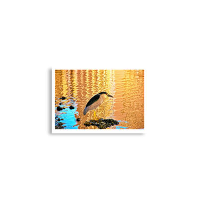 enhanced-matte-paper-poster-cm-a2-42x59.4-cm-front-68dae3964ed77.jpg Poster birds print crowned Night-Heron 0002 A2 (42×59.4 cm)