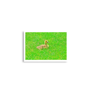 enhanced-matte-paper-poster-cm-a2-42x59.4-cm-front-68dae396beac5.jpg Poster birds print Canada Goose 0001 A2 (42×59.4 cm)