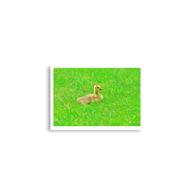 enhanced-matte-paper-poster-cm-a2-42x59.4-cm-front-68dae396beac5.jpg Poster birds print Canada Goose 0001 A2 (42×59.4 cm)