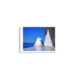 enhanced-matte-paper-poster-cm-a2-42x59.4-cm-front-68dae396f1929.jpg Poster birds print Sea Gull 0006 A2 (42×59.4 cm)