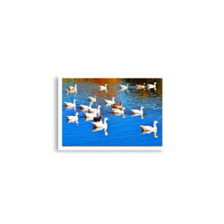 enhanced-matte-paper-poster-cm-a2-42x59.4-cm-front-68dae39752fa6.jpg Poster birds print ducks 0001 A2 (42×59.4 cm)