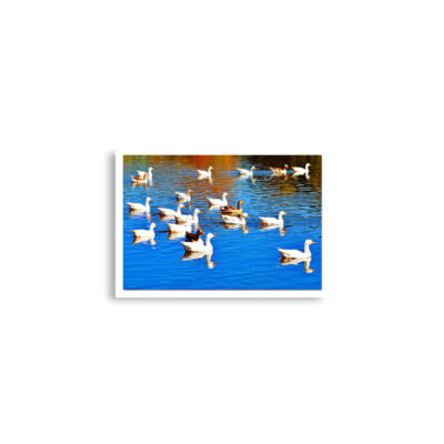 enhanced-matte-paper-poster-cm-a2-42x59.4-cm-front-68dae39752fa6.jpg Poster birds print ducks 0001 A2 (42×59.4 cm)