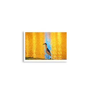 enhanced-matte-paper-poster-cm-a2-42x59.4-cm-front-68dae3975e10e.jpg Poster birds print crowned Night-Heron 0001 A2 (42×59.4 cm)