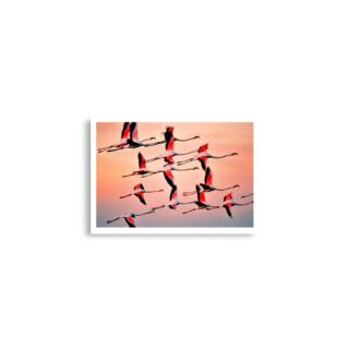 enhanced-matte-paper-poster-cm-a2-42x59.4-cm-front-68dae397673c7.jpg Poster birds print Flamingo 0001 A2 (42×59.4 cm)