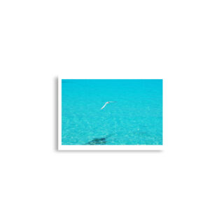 enhanced-matte-paper-poster-cm-a2-42x59.4-cm-front-68dae597ef78d.jpg Poster birds print Sea Gull 0004 A2 (42×59.4 cm)