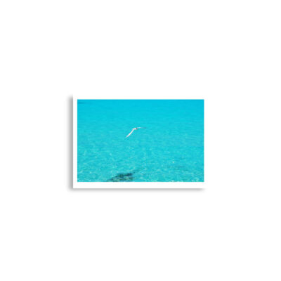 Poster birds print Sea Gull 0004 A2 (42×59.4 cm)