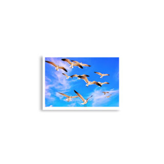 enhanced-matte-paper-poster-cm-a2-42x59.4-cm-front-68dae59848092.jpg Poster birds print Sea Gull 0002 A2 (42×59.4 cm)