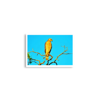 enhanced-matte-paper-poster-cm-a2-42x59.4-cm-front-68dae598d2377.jpg Poster birds print hawk 0001 A2 (42×59.4 cm)