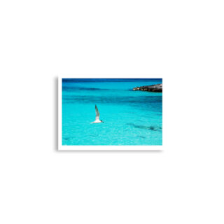 enhanced-matte-paper-poster-cm-a2-42x59.4-cm-front-68dae598d2cef.jpg Poster birds print Sea Gull 0003 A2 (42×59.4 cm)