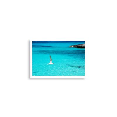 Poster birds print Sea Gull 0003 A2 (42×59.4 cm)