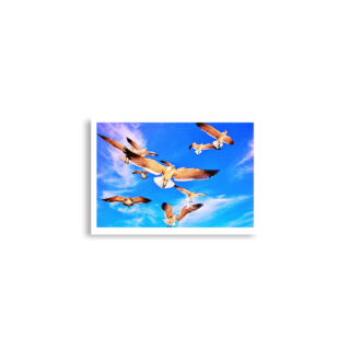enhanced-matte-paper-poster-cm-a2-42x59.4-cm-front-68dae598ea193.jpg Poster birds print Sea Gull 0001 A2 (42×59.4 cm)