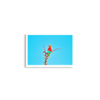 enhanced-matte-paper-poster-cm-a2-42x59.4-cm-front-68dae59963166.jpg Poster birds print Roller 0002 A2 (42×59.4 cm)