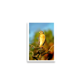 enhanced-matte-paper-poster-cm-a2-42x59.4-cm-front-68dae599bc1c5.jpg Poster birds print hawk 0002 A2 (42×59.4 cm)