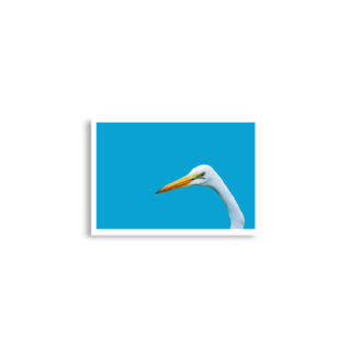 enhanced-matte-paper-poster-cm-a2-42x59.4-cm-front-68dae6824da84.jpg Poster birds print Egret 0004 A2 (42×59.4 cm)