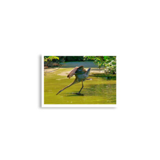 enhanced-matte-paper-poster-cm-a2-42x59.4-cm-front-68dae683be0bd.jpg Poster birds print Great Blue Heron 0003 A2 (42×59.4 cm)