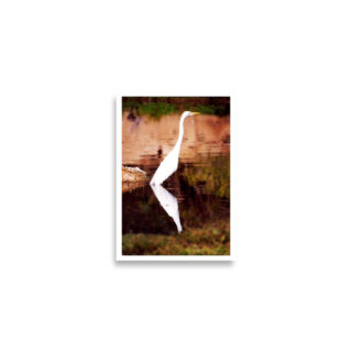 enhanced-matte-paper-poster-cm-a2-42x59.4-cm-front-68dae684d2a0d.jpg Poster birds print Egret 0005 A2 (42×59.4 cm)