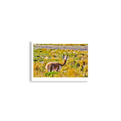 enhanced-matte-paper-poster-cm-a2-42x59.4-cm-front-68dae8024cba7.jpg Poster print Vicuna 0004 A2 (42×59.4 cm)