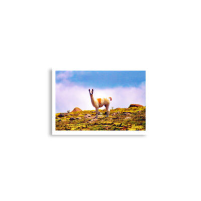 enhanced-matte-paper-poster-cm-a2-42x59.4-cm-front-68dae8029d85c.jpg Poster print llama 0001 A2 (42×59.4 cm)