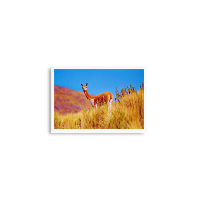 enhanced-matte-paper-poster-cm-a2-42x59.4-cm-front-68dae802bd46e.jpg Poster print Vicuna 0003 A2 (42×59.4 cm)