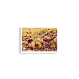 Poster print Vicuna 0001 A2 (42×59.4 cm)