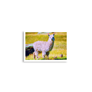 Poster print alpaca 0003 A2 (42×59.4 cm)