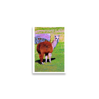 Poster print alpaca 0004 A2 (42×59.4 cm)