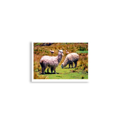 enhanced-matte-paper-poster-cm-a2-42x59.4-cm-front-68dae92140ff8.jpg Poster print alpaca 0002 A2 (42×59.4 cm)