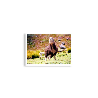 enhanced-matte-paper-poster-cm-a2-42x59.4-cm-front-68dae92225c72.jpg Poster print alpaca 0001 A2 (42×59.4 cm)