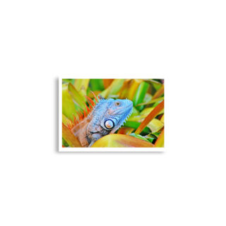 Poster print egona 0004