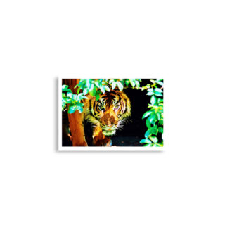 Poster print Bengal tiger 0001