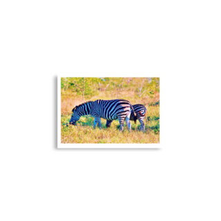 Poster print zebra 0004