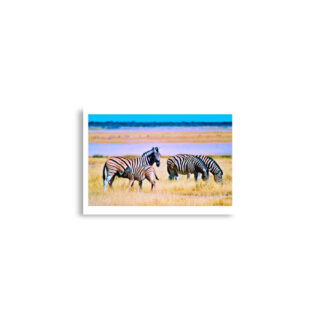 Poster print zebra 0003