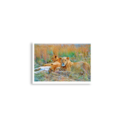 enhanced-matte-paper-poster-cm-a2-42x59.4-cm-front-68daeaae37e44.jpg Poster print lion 0005 A2 (42×59.4 cm)