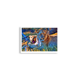 Poster  print lion 0006