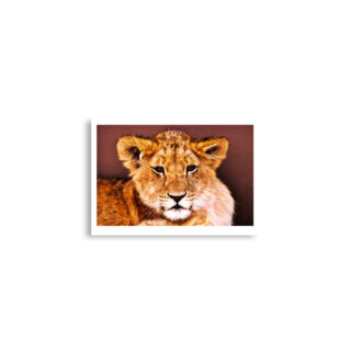 Poster print lion 0004