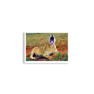 Poster print lion 0003 A2 (42×59.4 cm)