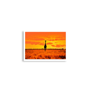 Poster print giraffe 0002 A2 (42×59.4 cm)