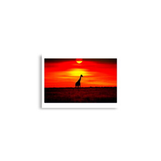 Poster print giraffe 0001 A2 (42×59.4 cm)