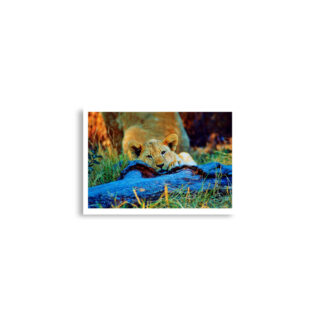 enhanced-matte-paper-poster-cm-a2-42x59.4-cm-front-68daf21265477.jpg Poster print lion 0002 A2 (42×59.4 cm)