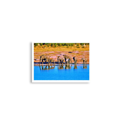 Poster print elephant 0005 A2 (42×59.4 cm)