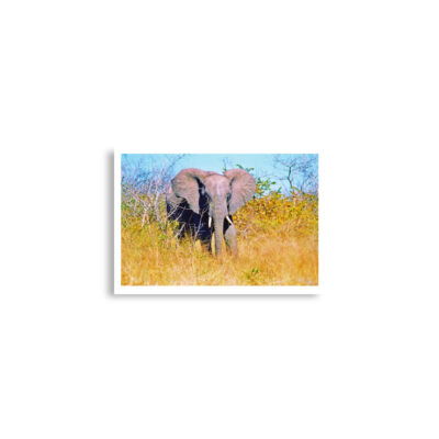 Poster print elephant 0002 A2 (42×59.4 cm)