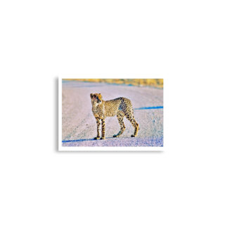 Poster print cheetah 0002 A2 (42×59.4 cm)