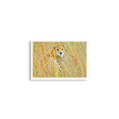 Poster print cheetah 0003 A2 (42×59.4 cm)